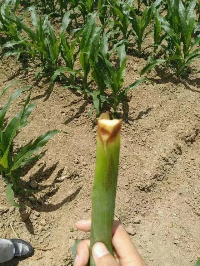玉米种植,高收玉米种植