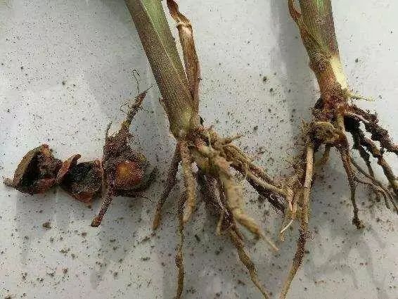 玉米种植,高收玉米种植