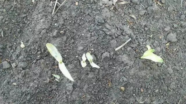 玉米种植,高收玉米种植