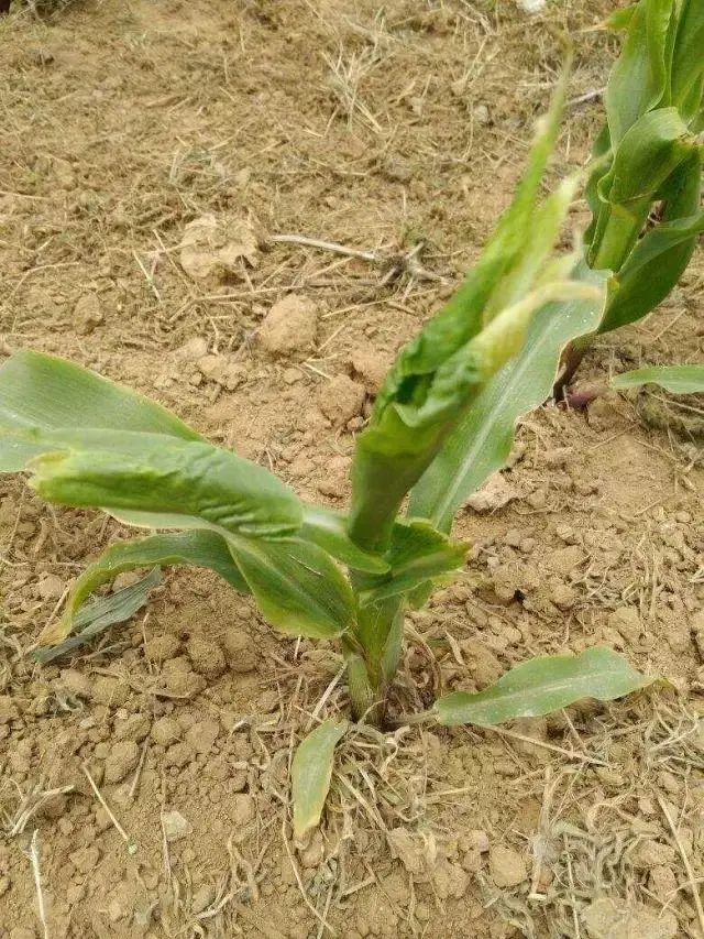玉米种植病害