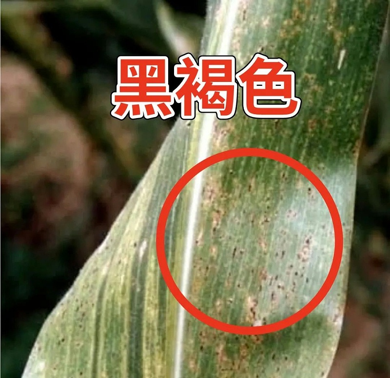 玉米锈病