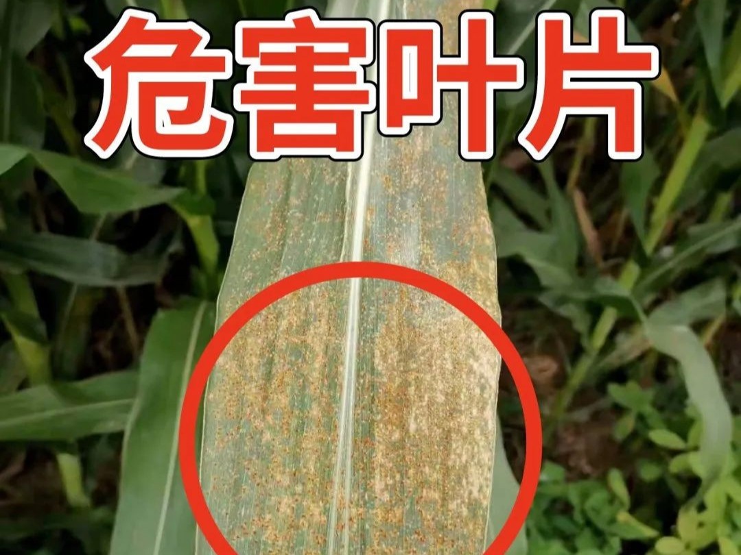 紧急提醒！防治！防治！玉米锈病已有农户中招！