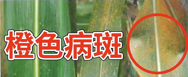 玉米锈病