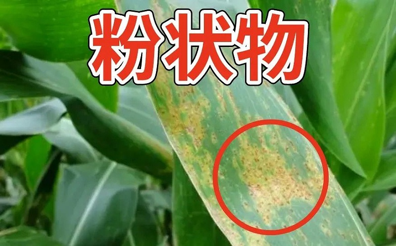 玉米锈病