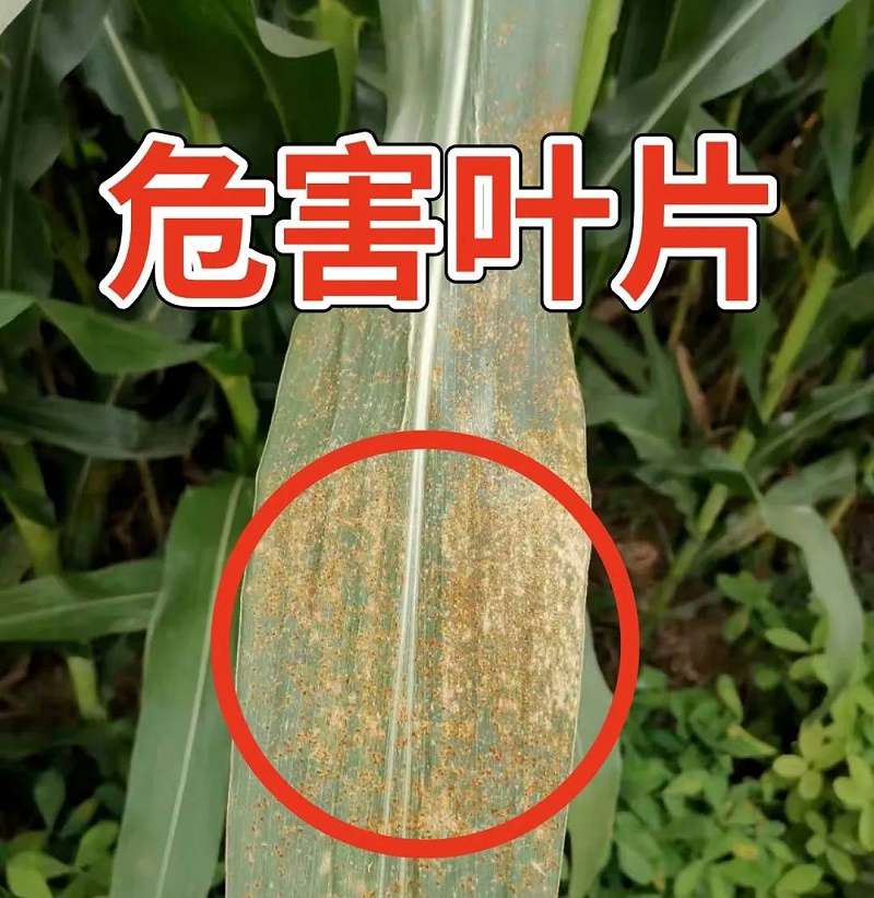 危害玉米叶片锈病