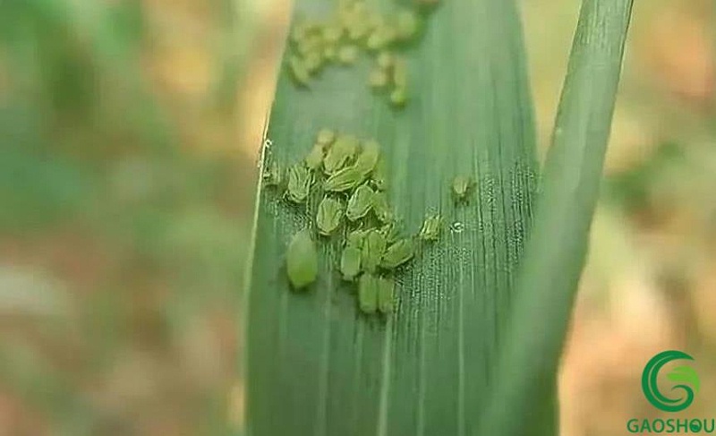 小麦地下害虫防治