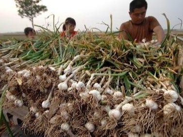 大蒜黄叶病发病原因是什么