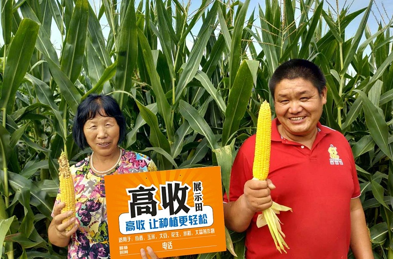 高收玉米,玉米种植