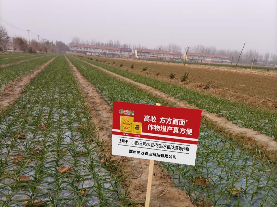 大蒜根腐病防治技巧