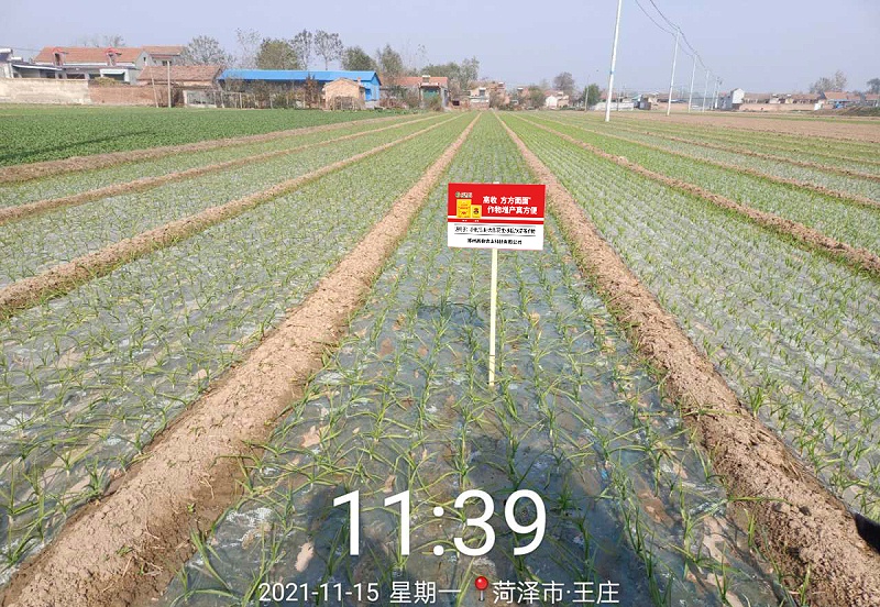 大蒜根腐病防治办法