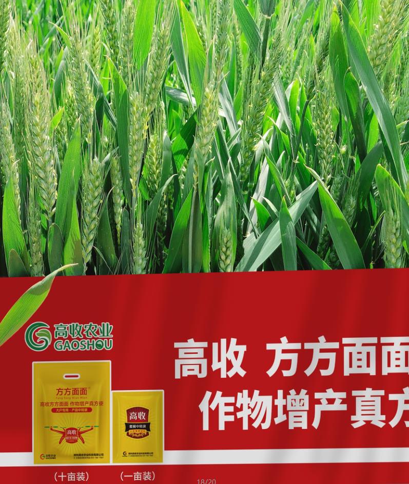 小麦种植技术