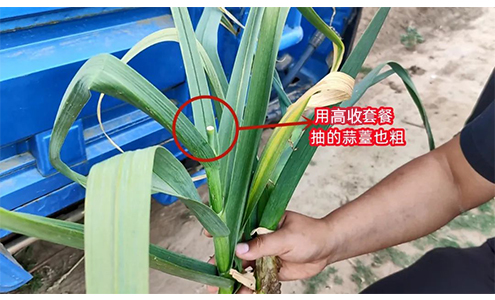 高收大蒜抽蒜薹