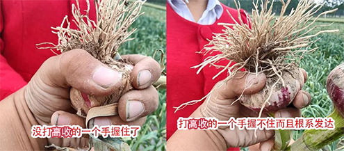 高收大蒜增产套餐