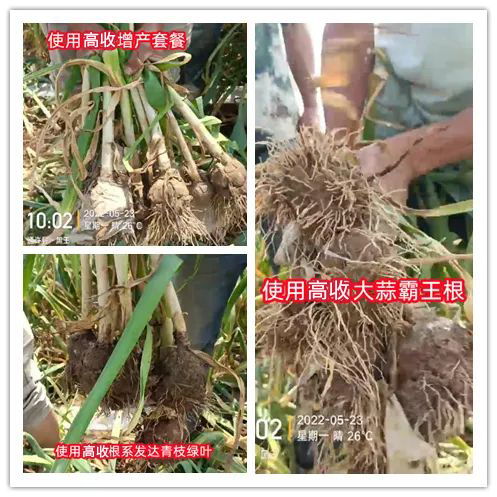 高收大蒜增产套餐