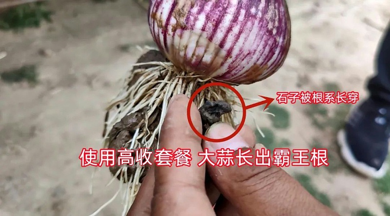 用过高收的大蒜生长霸王根