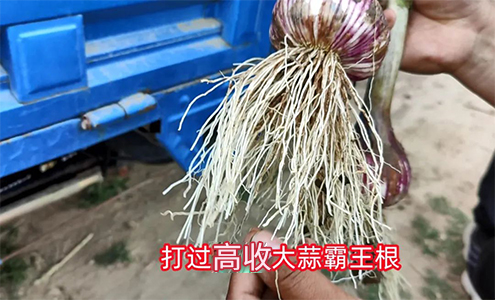 打过高收的大蒜霸王根