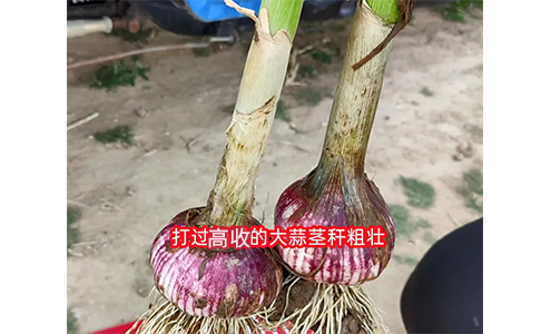 大蒜，高收大蒜增产套餐