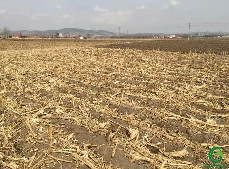 小麦增产的关键举措!