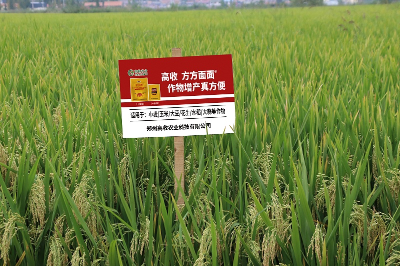 水稻高收，高收增产套餐
