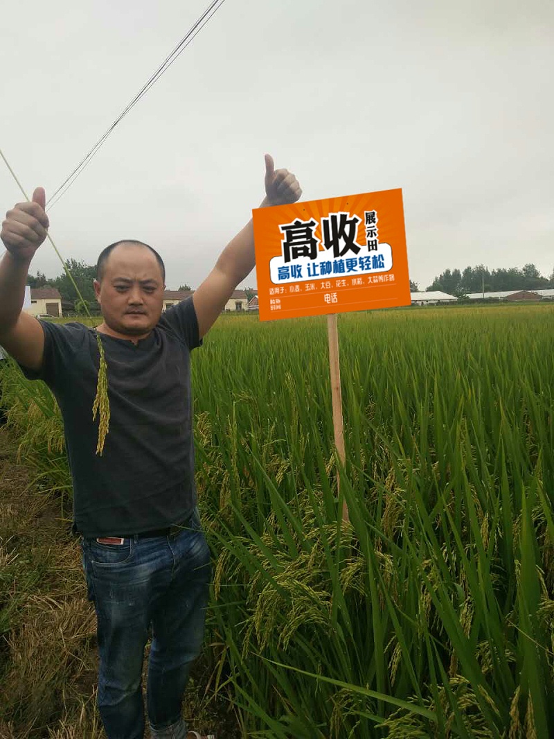 高收水稻增产套餐，高收水稻，水稻种植，水稻育苗