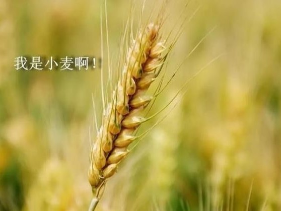 如何提高小麦防冻抗寒能力,高收农业告诉你