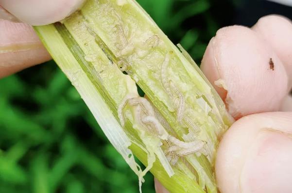 水稻钻心虫防治用高收方方面面