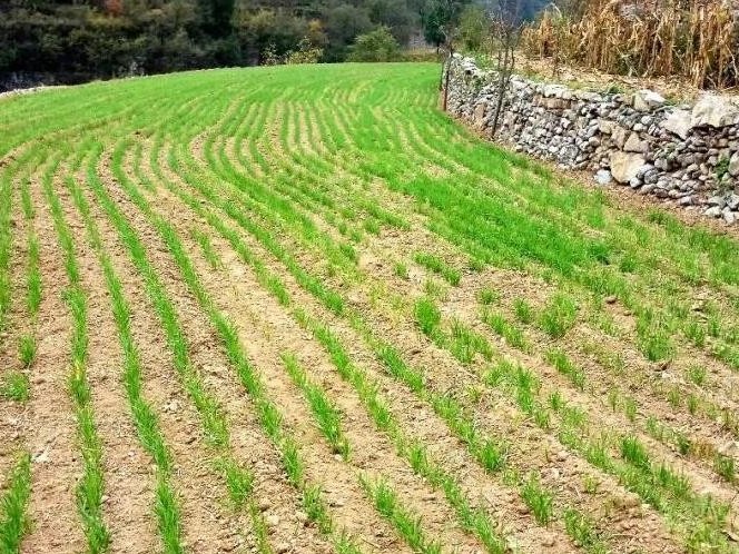 小麦除草剂使用误区