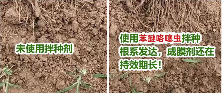 高收出类拔萃拌种剂