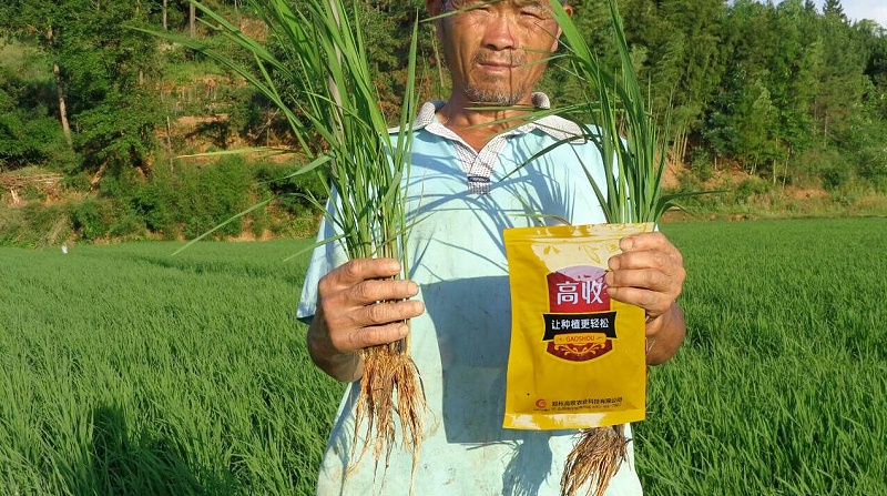 高收农业科技，水稻种植，水稻对比图，方方面面增产套餐