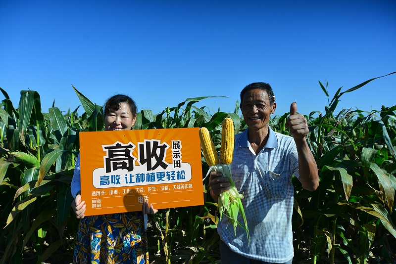 玉米用高收，高收玉米霸王根