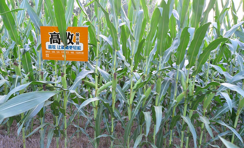 高收玉米增产