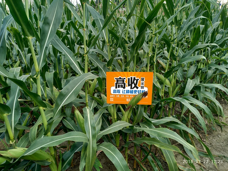 高收玉米增产套餐