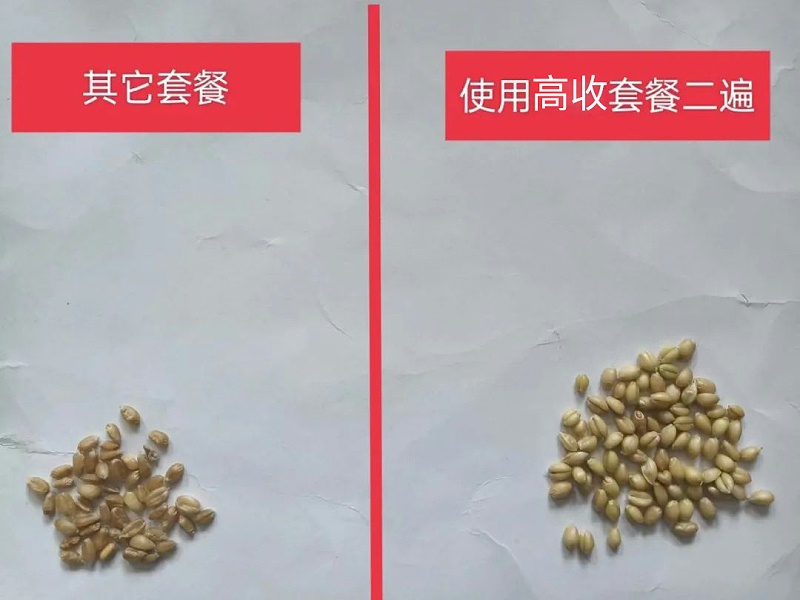 使用高收套餐两遍的小麦