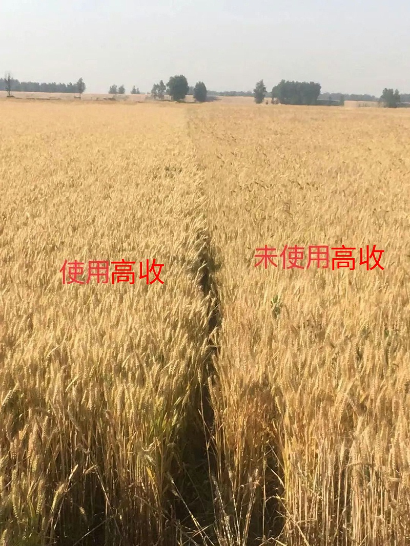小麦用高收对比田
