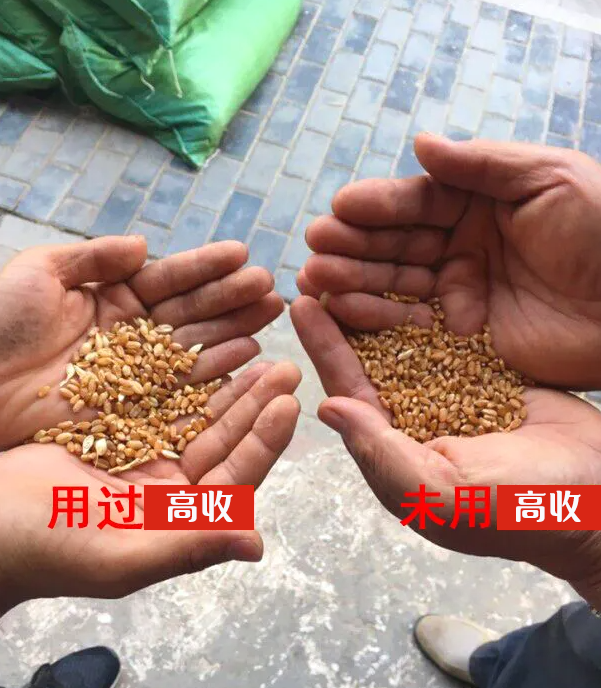 高收20年专注农业,小麦全程高产方案