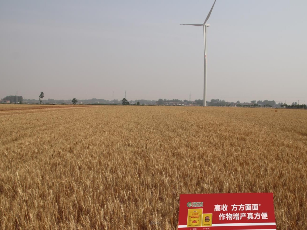 治病才增产,高收小麦增产套餐,防虫防病,促根壮苗,分蘖多,籽粒饱,每亩多收200斤