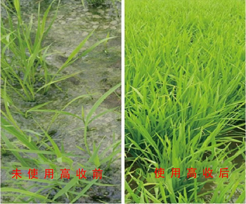 水稻分蘖，水稻种植，高收水稻增产套餐