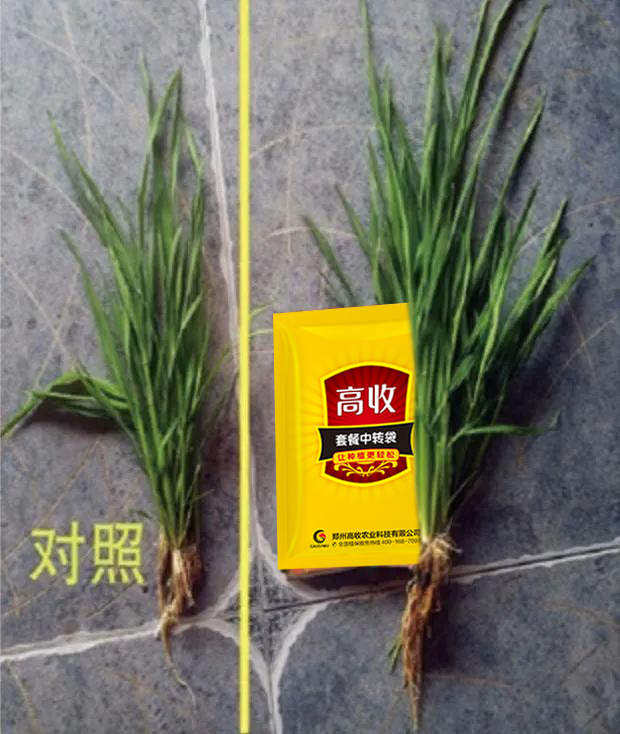 高收水稻增产套餐，水稻分蘖