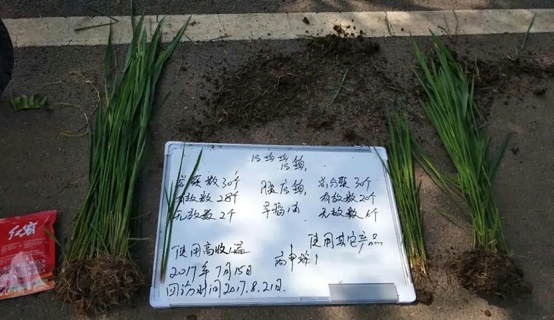 高收水稻增产套餐，水稻分蘖