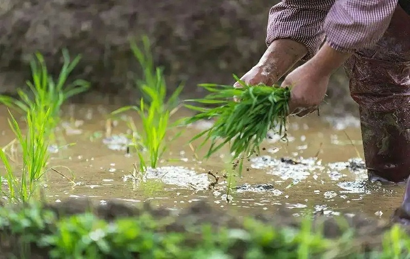 水稻分蘖，水稻种植，高收水稻增产套餐