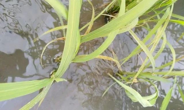 水稻有效分蘖，高收水稻增产套餐