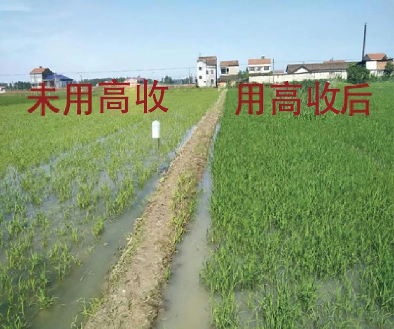 水稻病害